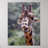 Giraffe Poster (Voorkant)