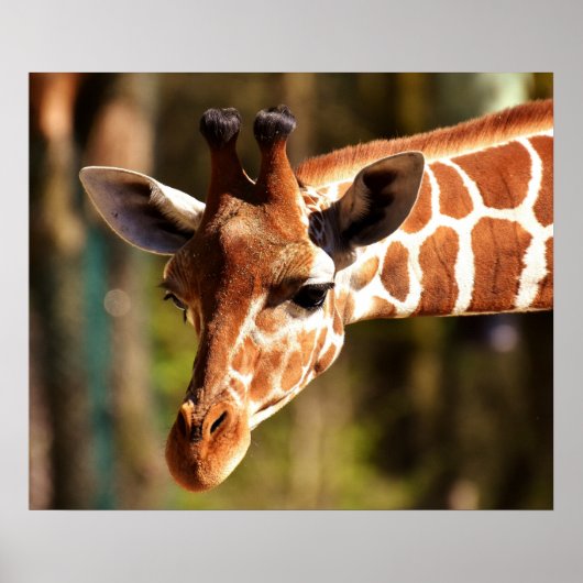 Giraffe Poster - Safari Wildlife Zoo Animals (Voorkant)