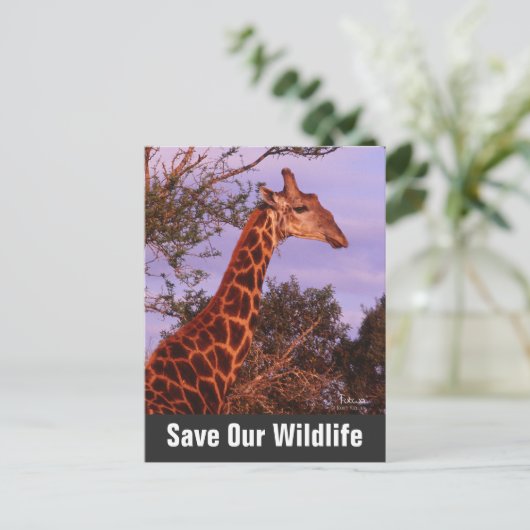Giraffe redt ons Briefkaart in het wild (Staand voorkant)