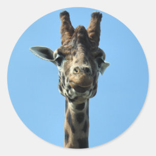 GIRAFFE RONDE STICKER