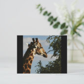 Giraffe safari-briefkaarten briefkaart (Staand voorkant)