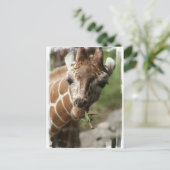 Giraffe Snack Briefkaart (Staand voorkant)