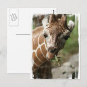 Giraffe Snack Briefkaart (Voorkant / Achterkant)