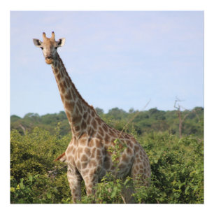 Giraffe staart foto afdruk