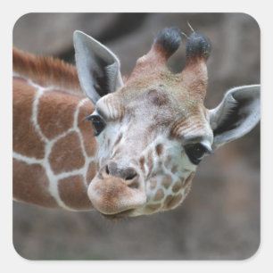 Giraffe Sticker