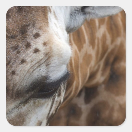 Giraffe Stickers (Voorkant)