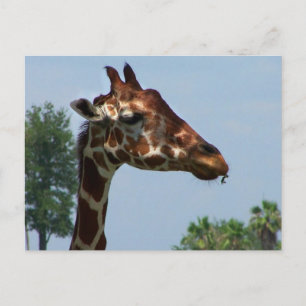 Giraffe tegen afbeelding blauw hemelfoto briefkaart
