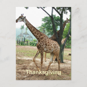 Giraffe Thanksgiving briefkaart