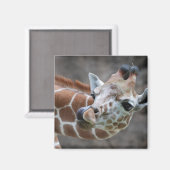 Giraffe tongmagneet magneet (Voorkant / Achterkant)
