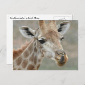 Giraffe Tongue Briefkaart (Voorkant / Achterkant)
