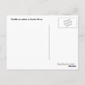 Giraffe Tongue Briefkaart (Achterkant)