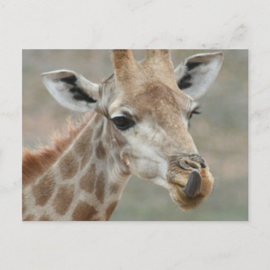 Giraffe Tongue Briefkaart (Voorkant)