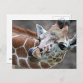Giraffe Tongue Briefkaarten (Voorkant / Achterkant)