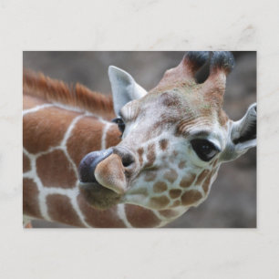 Giraffe Tongue Briefkaarten