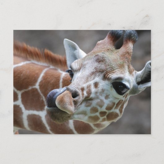Giraffe Tongue Briefkaarten (Voorkant)