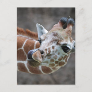 Giraffe Tongue Briefkaarten