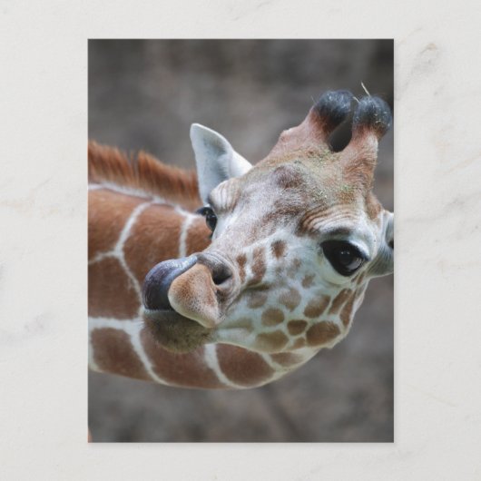 Giraffe Tongue Briefkaarten (Voorkant)