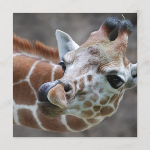 Giraffe Tongue Kaart