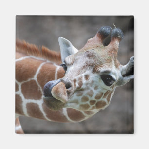 Giraffe Tongue Magnet Magneet