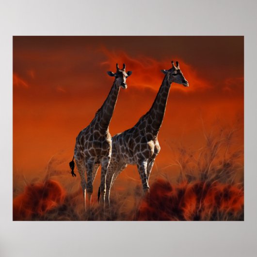 Giraffe uit het Zuid-Afrikaanse wild Poster (Voorkant)