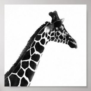 Giraffe van Charcoal Sketch Poster