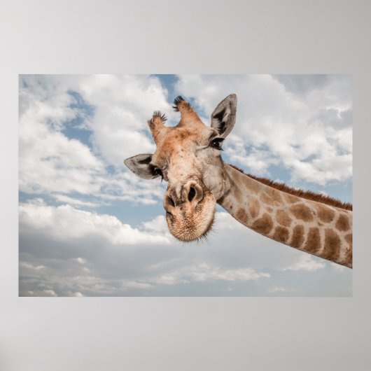 Giraffe van dichtbij poster (Voorkant)