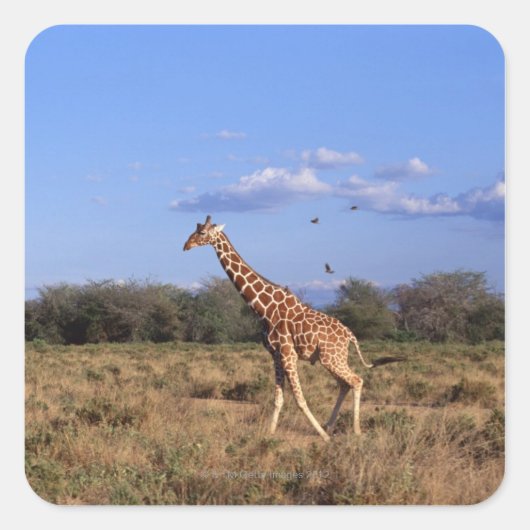 Giraffe Vierkante Sticker (Voorkant)
