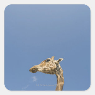 Giraffe Vierkante Sticker