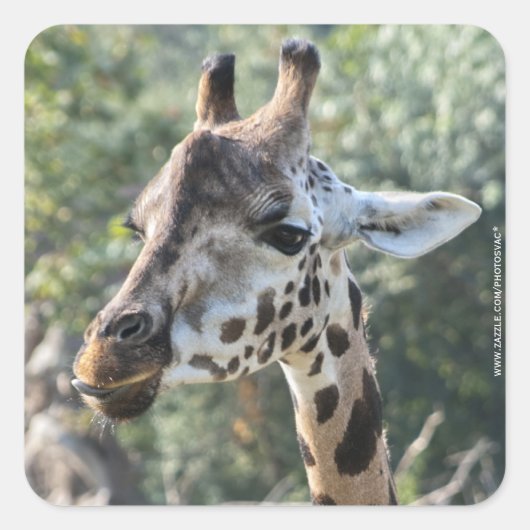 Giraffe Vierkante Sticker (Voorkant)
