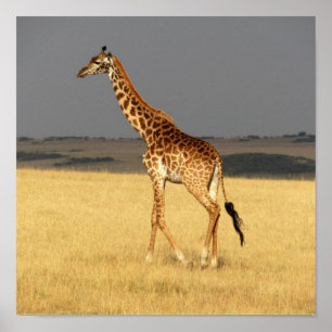 Giraffe volledig lichaam Afrikaanse dieren Poster