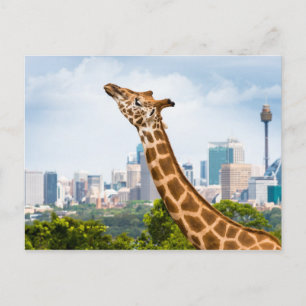 Giraffe zijuitzicht met Sydney Skyline Briefkaart