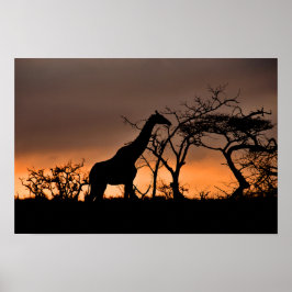 Giraffe Zulu Nyala Game Reserve Zuid-Afrika Poster