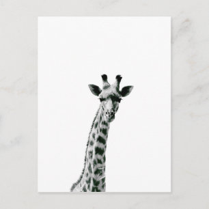 Giraffe zwart-wit briefkaart