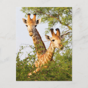 Giraffen die boven de vegetatie uitsteken briefkaart