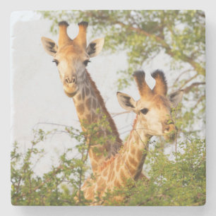 Giraffen die boven de vegetatie uitsteken stenen onderzetter