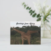 giraffen door afrika briefkaart (Staand voorkant)