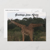 giraffen door afrika briefkaart (Voorkant / Achterkant)