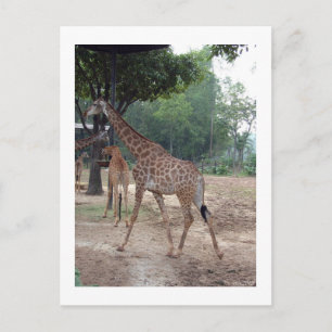 Giraffen en bomen briefkaart