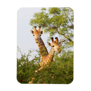 Giraffen gluren boven de vegetatie magneet