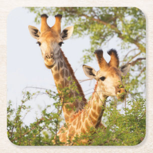 Giraffen gluren boven vegetatie vierkante kartonnen onderzetter