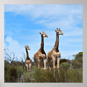 Giraffen in Hemelse Stilte Poster