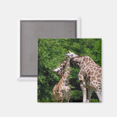 Giraffen knuffelen magneet (Voorkant / Achterkant)