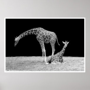 giraffen onder afrikaanse luchten bij nacht zwart poster