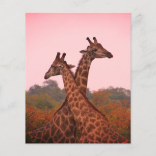 Giraffes