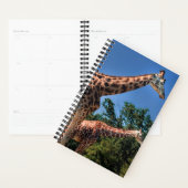 Giraffes (Devant avec enveloppe)