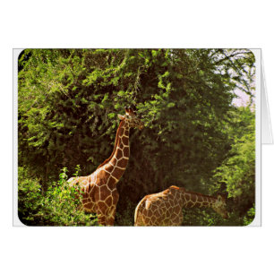 Giraffes