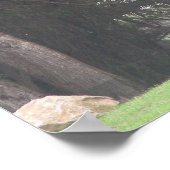 giraffes 003 canvas poster (Hoek)