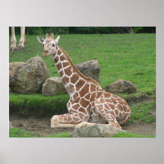 giraffes 005 canvas poster (Voorkant)