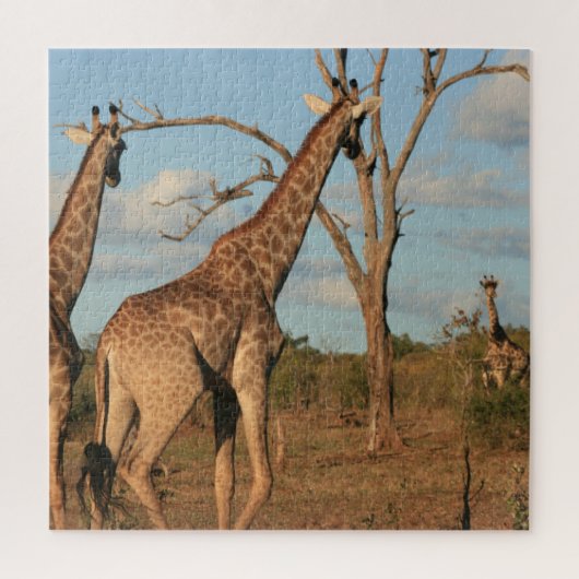 Giraffes 20" x 20" puzzel (Verticaal)