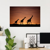 Giraffes at Sunset Poster (Thuiskantoor)